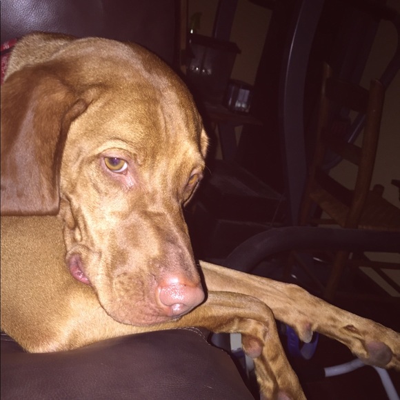 Meet your Posher, Dawn - Picture 1 of 1